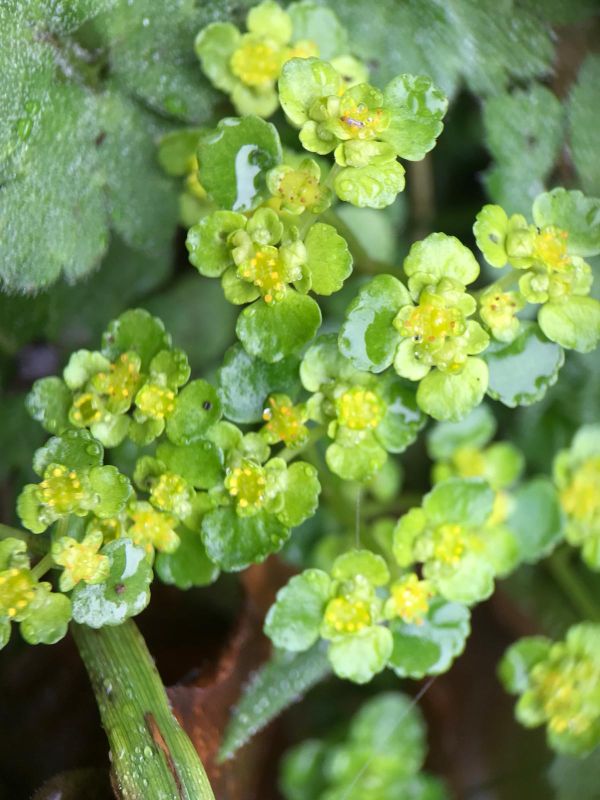 Opposite leaved Pennywort